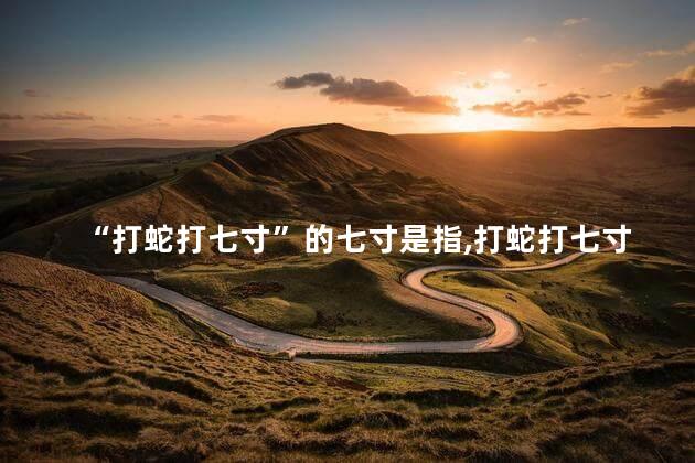 “打蛇打七寸”的七寸是指，打蛇打七寸的七寸是指什么意思