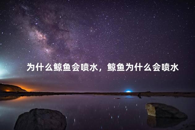 为什么鲸鱼会喷水，鲸鱼为什么会喷水