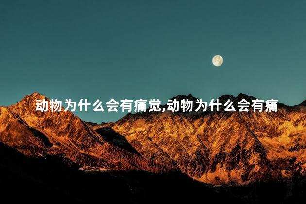 动物为什么会有痛觉，动物为什么会有痛觉神经