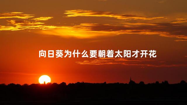 向日葵为什么要朝着太阳才开花