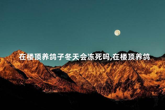 在楼顶养鸽子冬天会冻死吗，在楼顶养鸽子冬天会冻死吗