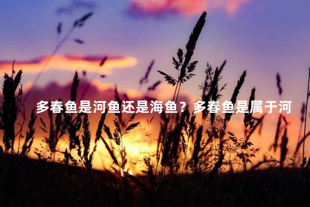 多春鱼是河鱼还是海鱼？多春鱼是属于河鱼还是海鱼？