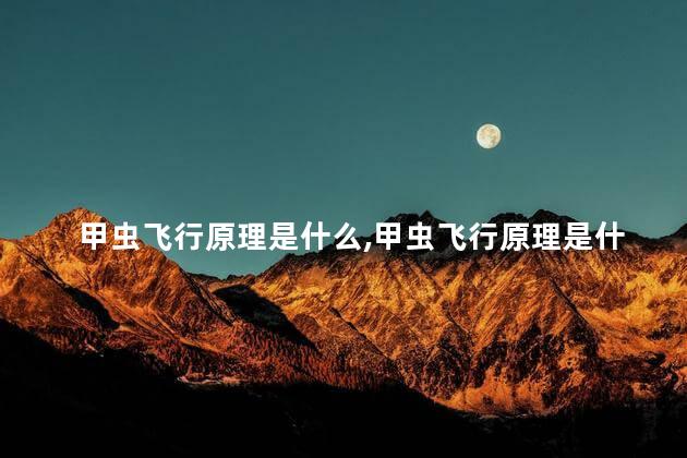甲虫飞行原理是什么，甲虫飞行原理是什么意思