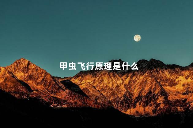 甲虫飞行原理是什么