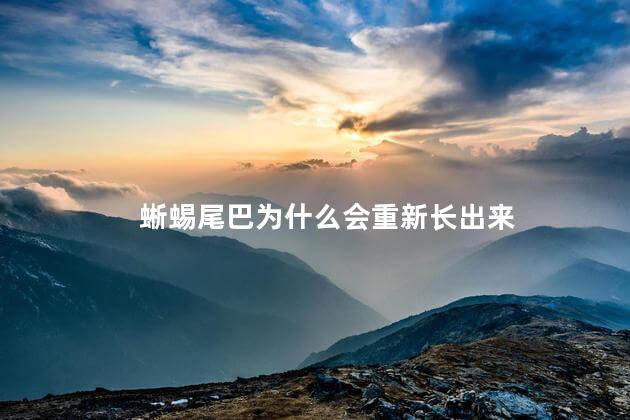 蜥蜴尾巴为什么会重新长出来