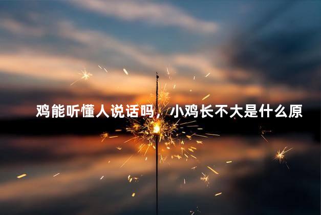 鸡能听懂人说话吗，小鸡长不大是什么原因